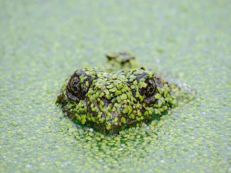 机械姬<br>lyd4nhjn.cn AI 图灵测试场